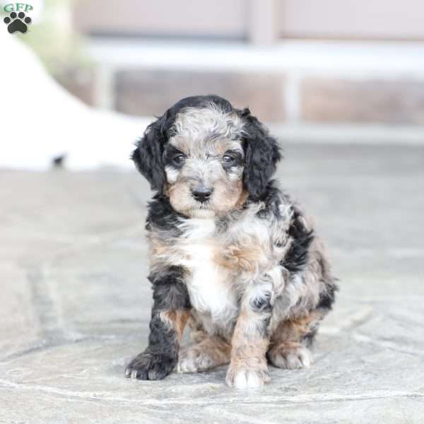 Raine, Cavapoo Puppy